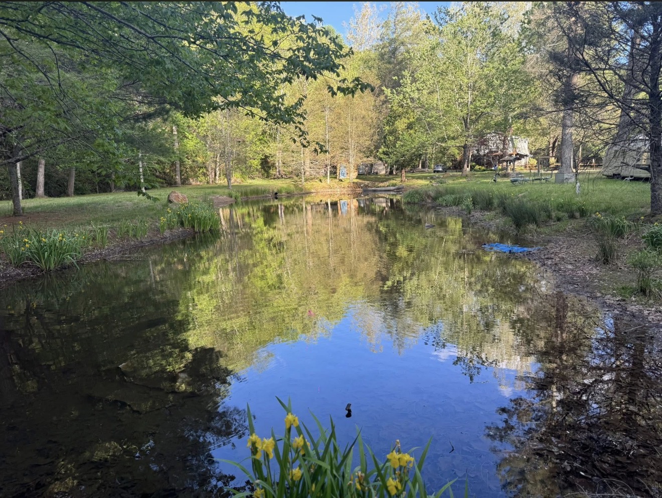 Calm pond with yellow flowers and tree reflections at Bluehead Waters